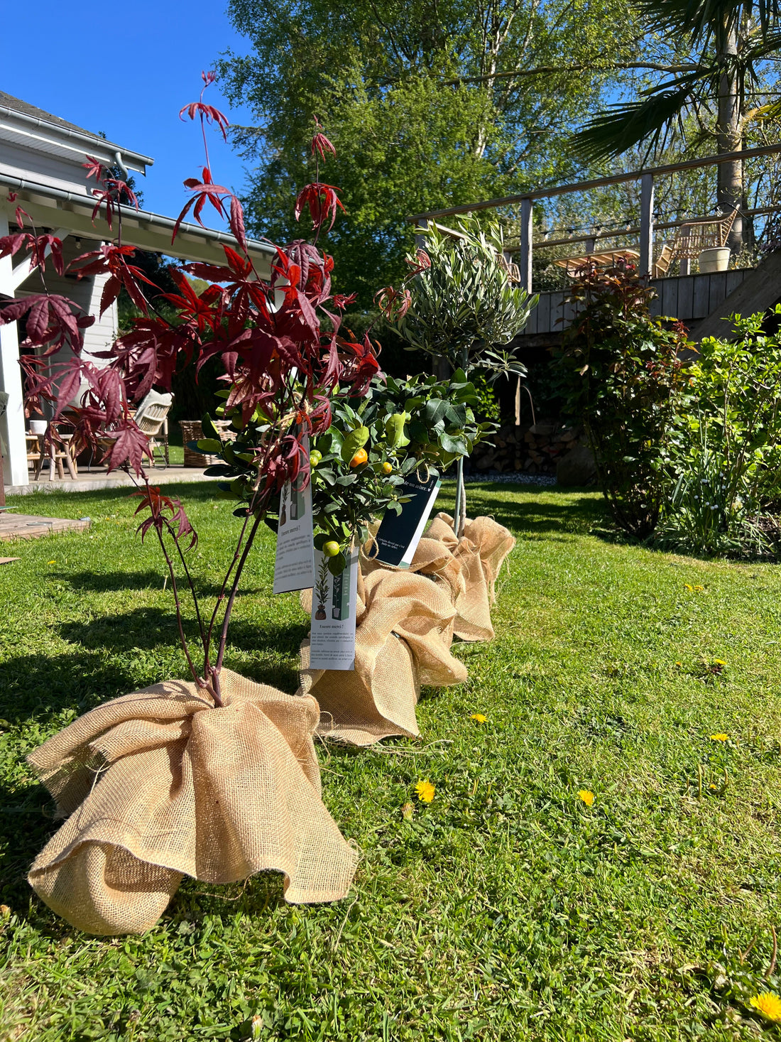 arbre-fruitier-idées-cadeaux