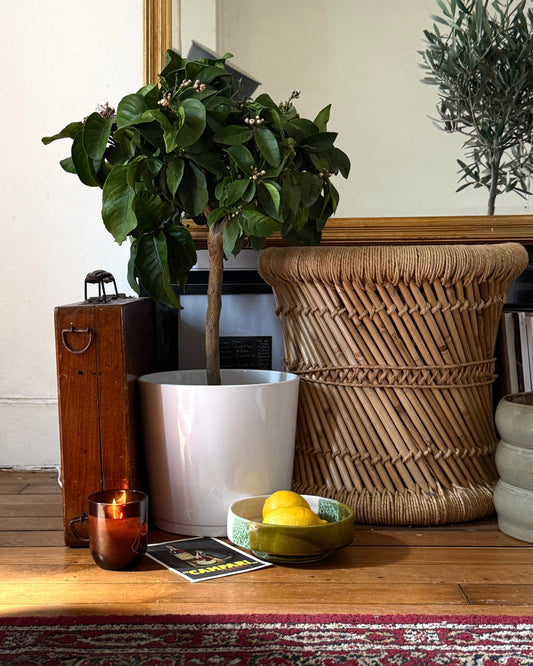 Arbre offert comme cadeau d’entreprise durable, symbole d’écologie et de responsabilité RSE