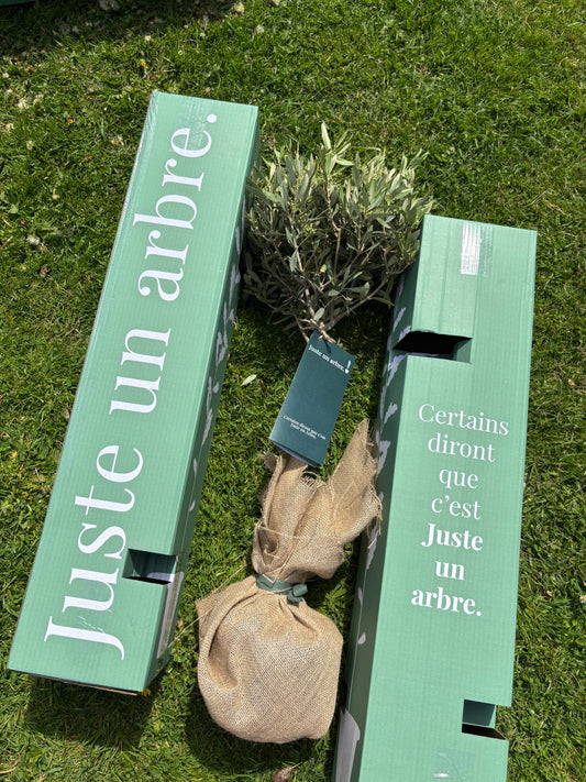 Arbre malade avec feuillage jauni et branches sèches, symptômes visibles d’un déclin végétal