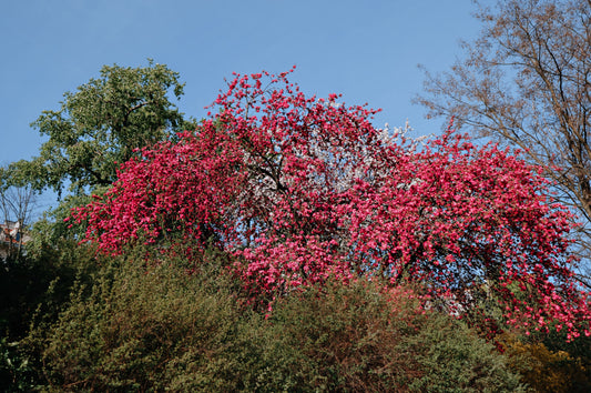 idées-cadeaux-printemps-arbre-de-vie