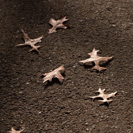 feuille-morte-juste-un-arbre