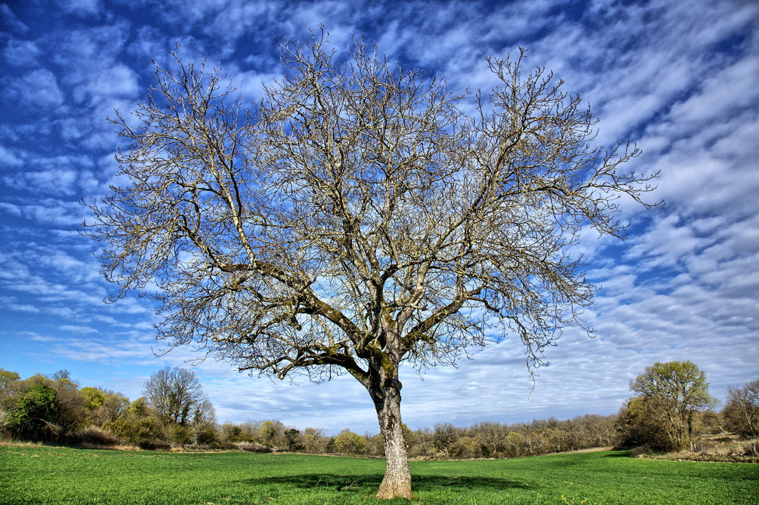 arbre-de-vie-idées-cadeaux