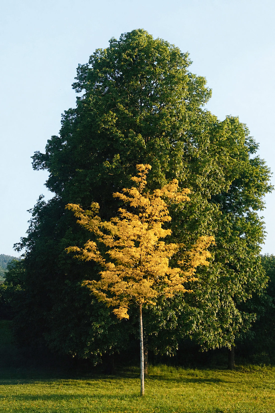 arbre-cadeaux