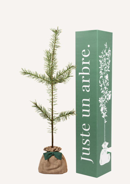Un pin sylvestre à offrir – idée cadeau symbolique inspirée de la nature sauvage