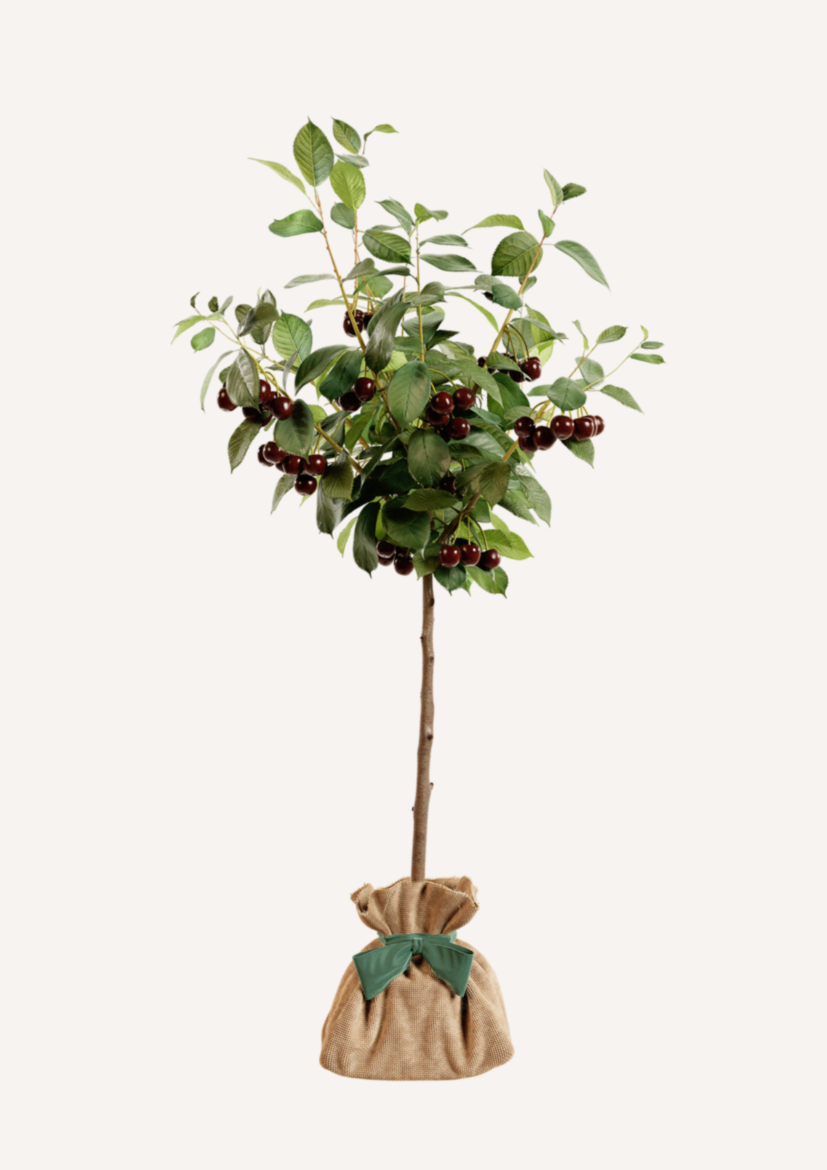 Cerisier en pot – idée cadeau symbolique pour un présent à la fois beau et vivant