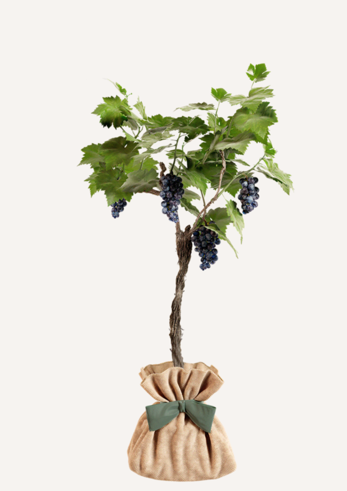 Vigne "Muscat de Hambourg"