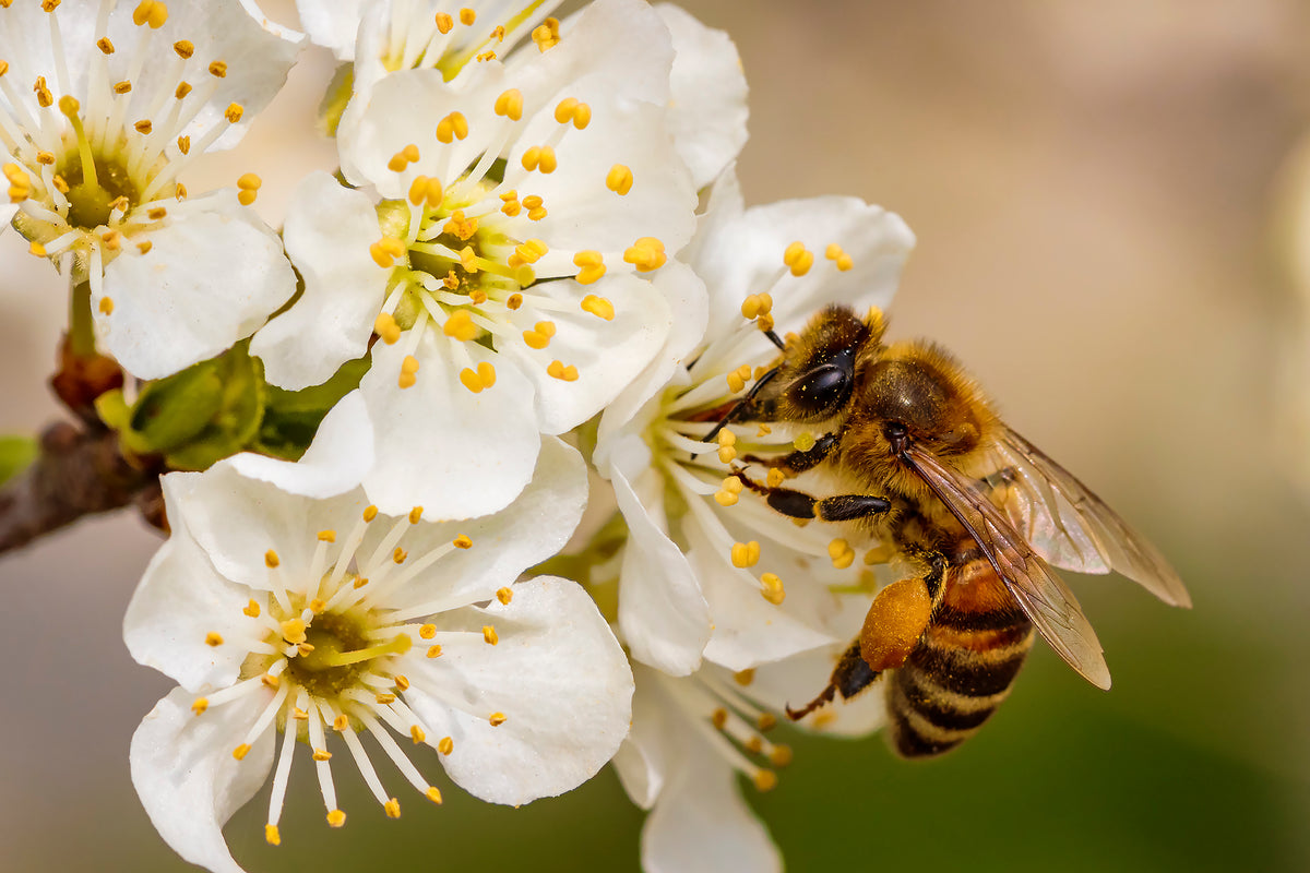Abeille qui butine une fleur 