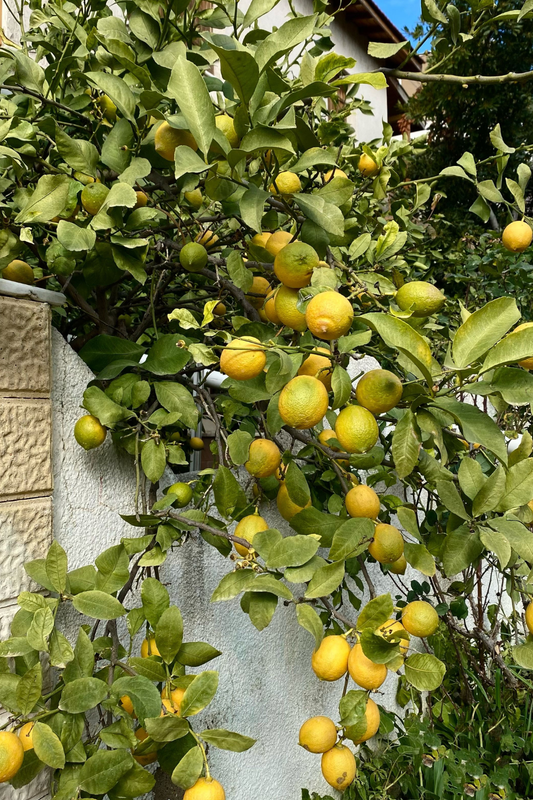 Fiche entretien : Citronnier des 4 saisons