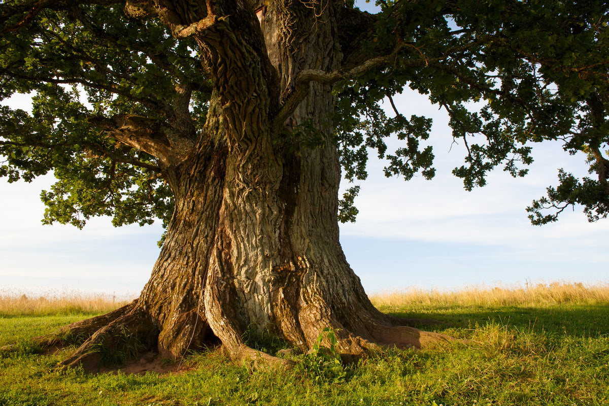 Arbre seul dans un pré 